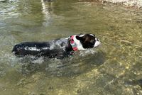 Juno schwimmt