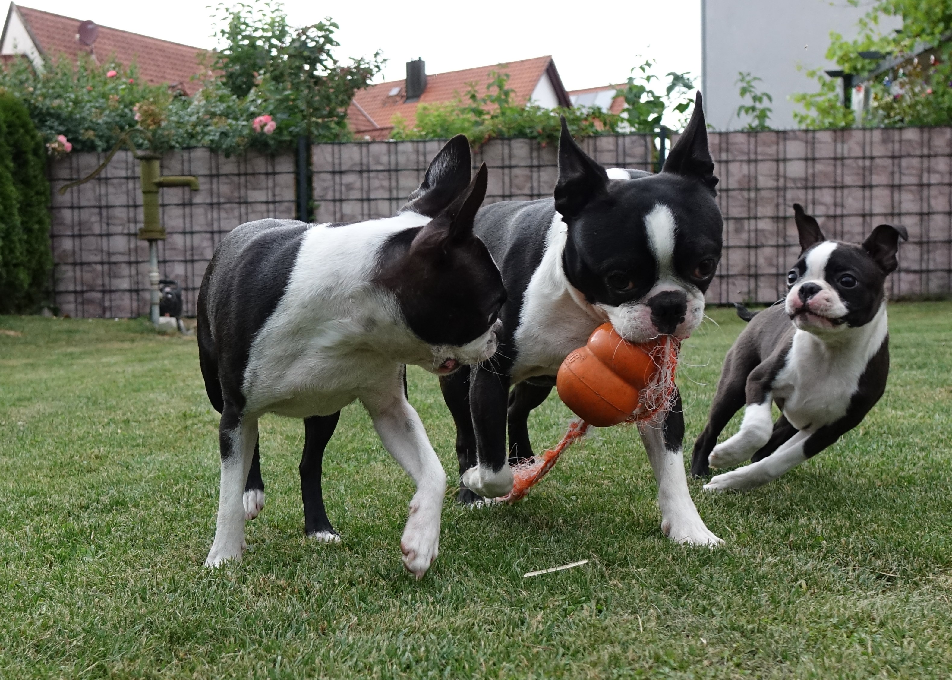 Boston Terrier of Mystic Infinity - Bildergalerie