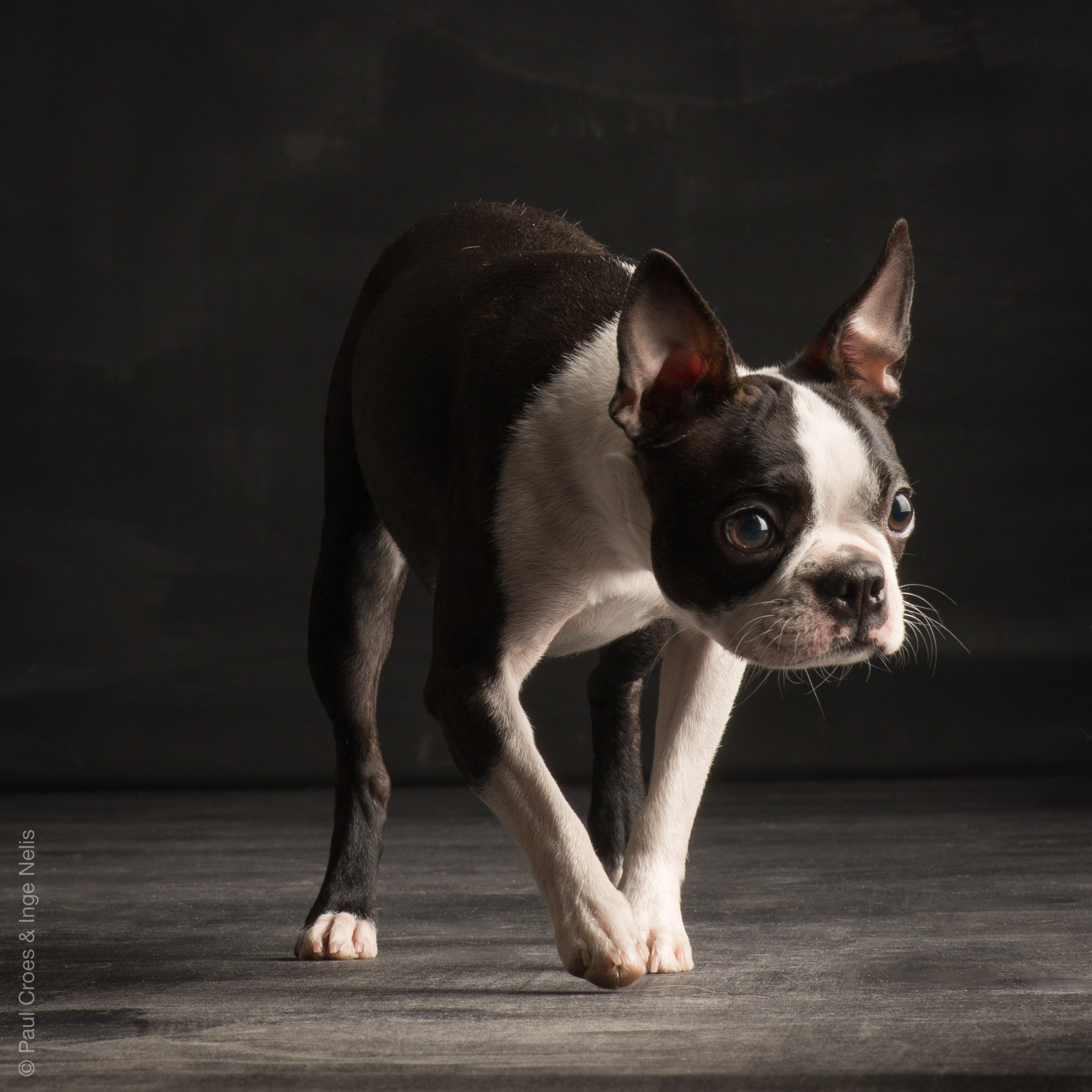 Boston Terrier of Mystic Infinity - Bildergalerie